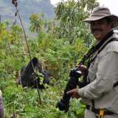  Curtis with a Silverback (Congo)